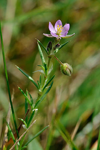 Sand Spurrey - Spergularia rubra. Image: Linda Pitkin